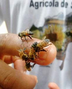 Preservação das abelhas 