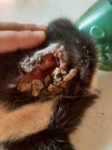 Tratamento pós cirurgia.