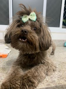 Ajude a salvar minha cachorrinha 🐶🤍