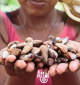 Mini Franquias Sociais do Coco Babaçu