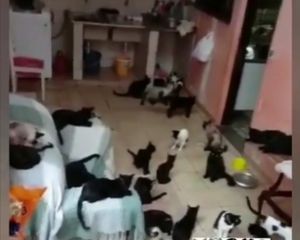 60 Gatos pedem sua Ajuda