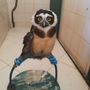 Ajude a Coruja Murucututu!