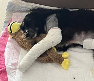 De Quebrada Para Saltitante: Ajude Lili!