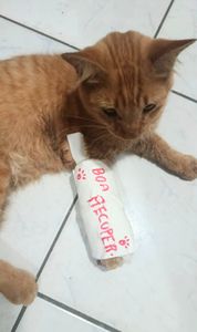 Ajude a salvar a vida de Chico 🐾