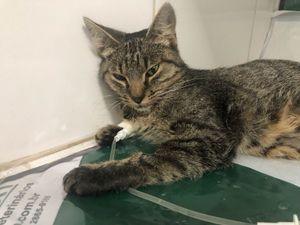 Ajuda para custear o tratamento da Princesa