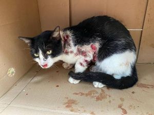 Gatinho precisa de ajuda 