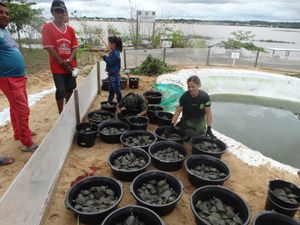 Educação Ambiental e Manejo Sustentável de Quelônios na Amazônia Oriental