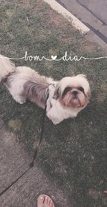 Cirurgias do Saiminho 💙 🐶💉