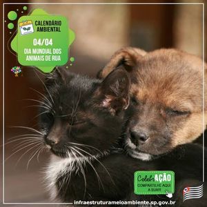 Construindo um abrigo para animais abandonados