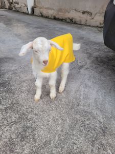 SOS Cabrito Torinho (RIFA)