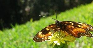 Livro: Quero ser otimista