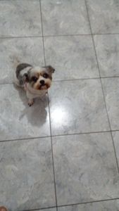 Cirurgia de catarata para minha cachorrinha 