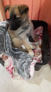 CIRURGIA PARA PEQUENA KIARA