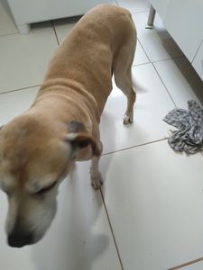 Vaquinha para a operação do tumor do meu cachorro 