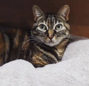 Salvando A Vida Da Mel!