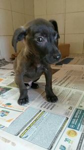 CIRURGIA PARA O FAÍSCA 