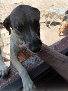 Precisamos de Padrinhos mensais para nossos cães