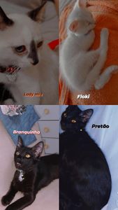 Ajude no tratamento de felv dos meus gatinhos