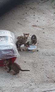 Salvando filhotes 🐱