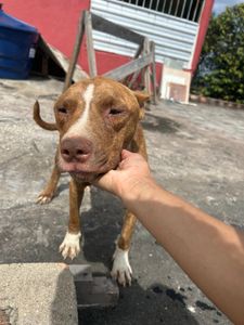     SOS Rex – Chance de Recomeçar