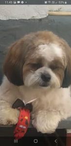 Ajude com a cirurgia do Thor 