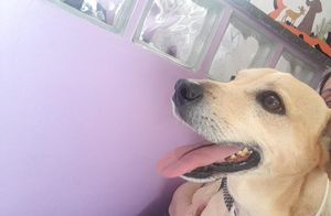 Ajuda para salvar o Bob