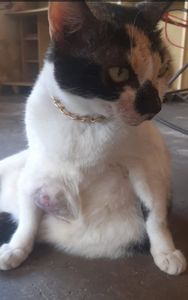 Salve uma vida felina THAMMY 