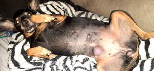 Sua DOAÇÃO pode Salvar  a SELLMA🙏🙏