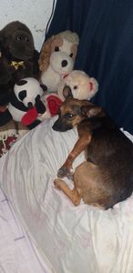 Ajuda para salvar uma vida!