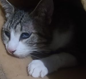 Ajude nossa gatinha stella 