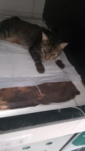 Vaquinha do Gato Logan