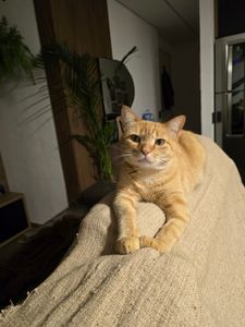 Ajude o Pãozin a fazer xixi sem dor 🐱💔