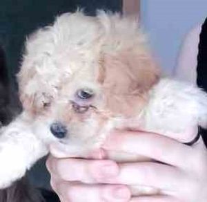 Ajuda Maria a fazer vestibular da UERJ (Med-2022)