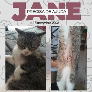 Precisamos de ajuda para custear o tratamento da nossa gata.