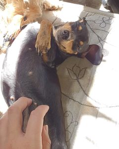 AMETISTA ESTÁ COM CÂNCER E PRECISA DA SUA AJUDA!!!