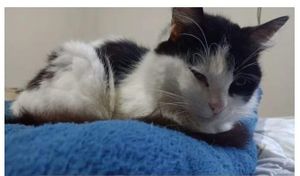 Ajude na cirurgia da Estrela!