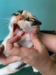 Ajuda para Sônia 🐱