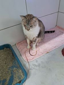 ajude no tratamento do tommy