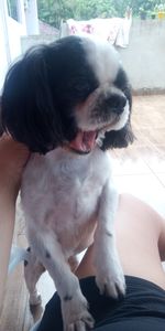 para cirurgia do Bob