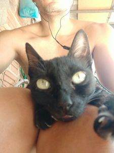 Ajuda para o tratamento do gatinho felino que está com Hipertireoidismo