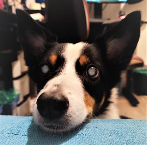 Ajude Jessie a voltar a enxergar