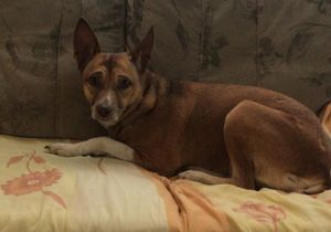 Me ajude no meu tratamento contra a úlcera!