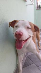 🐶 Solidariedade pelo Chico