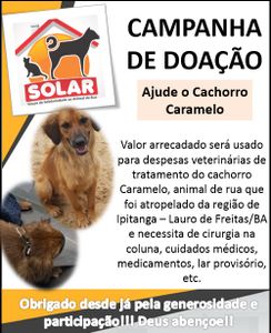 Ajude no Tratamento do Cachorro Caramelo