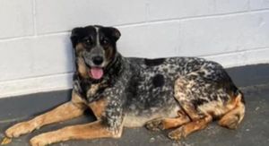 Ajude o manflei por favor 