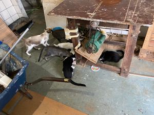 Um lar para esses anjos 