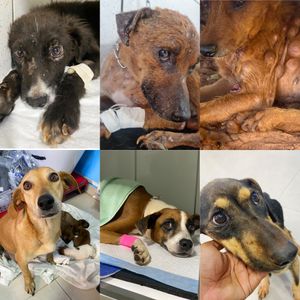 AJUDA INSTITUTO GUARDA ANIMAL