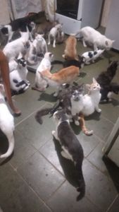 Gatinhos Necessitados 