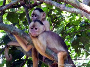 Furtaram a Moto do Baú