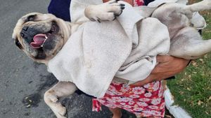 Me ajuda Salva a Anne